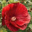 Hibiscus 'Crannyberry Crush'